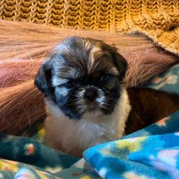 Plum - Brindle and white female Shih Tzu puppy in North Carolina from WillowCreek Mountain View Shih Tzu