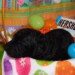 Hershey's - Black Goldendoodle puppy in Iowa from Nation Goldendoodles