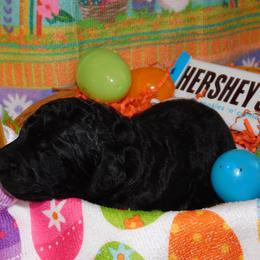 Hershey's - Black Goldendoodle puppy in Iowa from Nation Goldendoodles