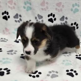 ARLO - Black and tan male Pembroke Welsh Corgi puppy in Walker, Iowa from Double K Corgis