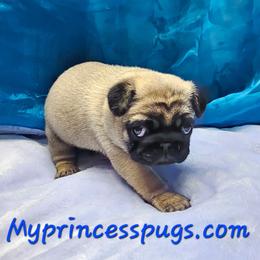 Big Chunk - Fawn male Pug puppy in Kodak, Tennessee from My Princess Pugs