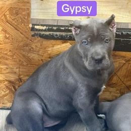 Gypsy - Gray female Cane Corso puppy in Waxahachie, Texas from A&M Kennels