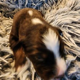 Australian Shepherd Puppies from Steel Magnolia Aussies