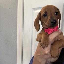 Slinky - Red female Dachshund puppy in Beaumont, California from JUAREZ MINI DACHSHUNDS