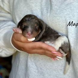 Maple - Blue merle female Bernedoodle puppy in Pennsylvania from Bells Bernedoodles