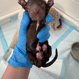 Cinderella - Blue Collar - Chocolate female Labradoodle puppy in Lehi, Utah from Our Little Farm Life Doodles