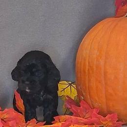 Abigail - Black and tan female Cocker Spaniel puppy in Crossville, Tennessee from Timber Sunrise Cockers