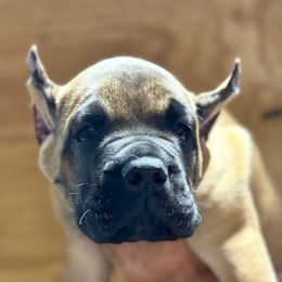 Lt Blue Collar - Fawn male Cane Corso puppy in Paris, Texas from Knucklehead Cane Corso