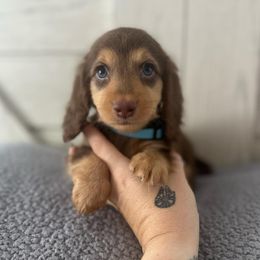 Basset Hounds and Dachshunds from The Gorman Hounds
