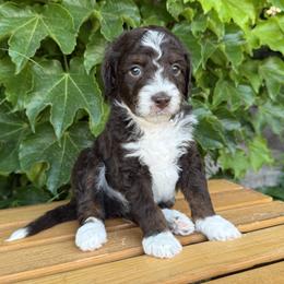 Jett - Tri-color male Bernedoodle puppy in Las Vegas, Nevada from Perfect Bernedoodles