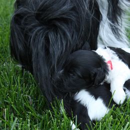 Schapendoes Puppies from Dream Star Schapendoes