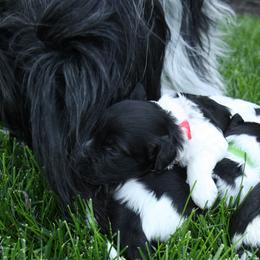 Schapendoes Puppies from Dream Star Schapendoes