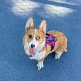 Reign - Pembroke Welsh Corgi
