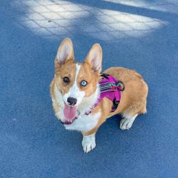 Reign - Pembroke Welsh Corgi