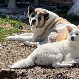 Girl 1 - White Japanese Akitainu puppy in Virginia from Corado's Pups