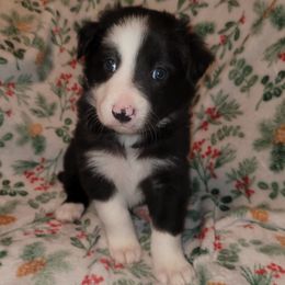 Magic - Black and white male Border Collie puppy in Watsontown, Pennsylvania from Kate Gresham