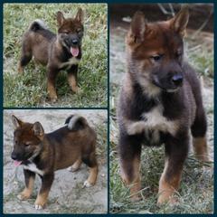 Theodore - Black sesame male Shikoku puppy in Virginia from Hachidori Sou