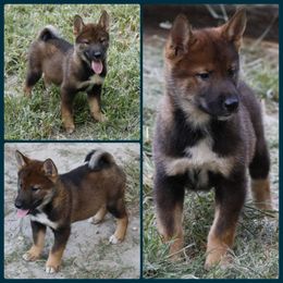 Theodore - Black sesame male Shikoku puppy in Virginia from Hachidori Sou