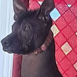Sammy - Black female Xoloitzcuintli puppy in Shelton, Washington from Goodhart's Xoloitzcuintli's
