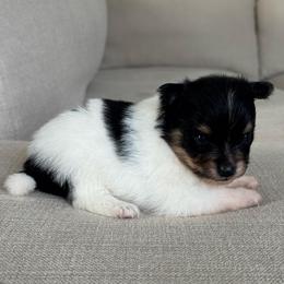 Boy 1 - Tri-colored male Pomeranian puppy in Meridian, Idaho from Idaho_poms