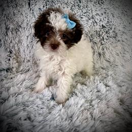 Lil Bo - Parti male Poodle puppy in Newcomerstown, Ohio from Sheri’s Lil Angel’s
