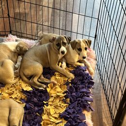 Whippet Puppies from Longlesson kennels
