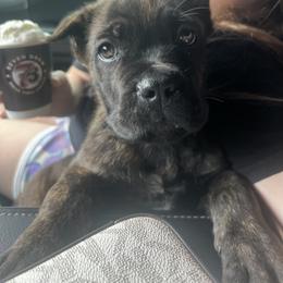 Yellow Collar - Black brindle male Cane Corso puppy in Kingsport, Tennessee from Gray Cane Corsos
