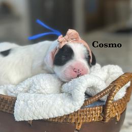 Cosmo - Black and chalk male Australian Labradoodle puppy in Citrus Heights, California from Elite Blend Labradoodles