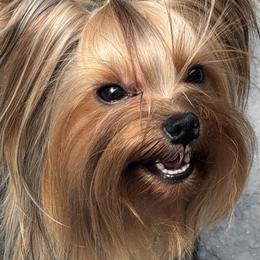 Dora - Yorkshire Terrier