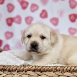 Max - Yellow male Labrador Retriever puppy in Williamston, Sc, South Carolina from Dutton Dog Co & Dalla Grazia Doberman