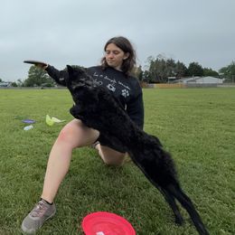 Icelandic Sheepdogs and Mudis from Velaris