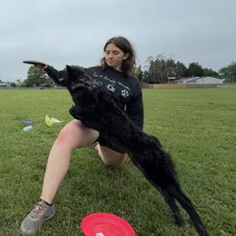 Icelandic Sheepdogs and Mudis from Velaris