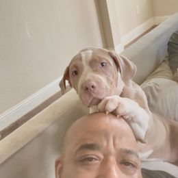 Purple Collar - Lilac tri-color female American Bully puppy in Mansfield, Texas from Eleven:11 Kennels