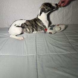 Flounder - White and blue brindle male Whippet puppy in London, Kentucky from Hertzog  Whippets