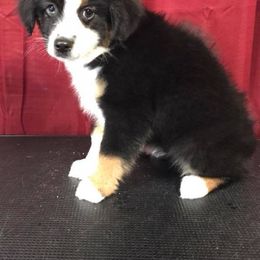 Dachshund and Miniature Australian Shepherd Puppies from Maverick Kennels