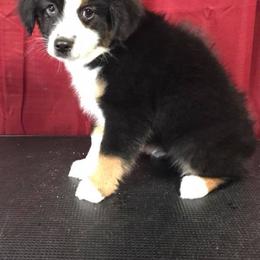 Dachshund and Miniature Australian Shepherd Puppies from Maverick Kennels