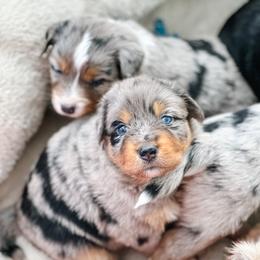 Australian Shepherd Puppies from Ember Aussies NJ/NY/PA