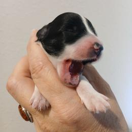 Female 2 - Black and white female Schnoodle puppy in Andalusia, Alabama from Kaleidoscope Kennels