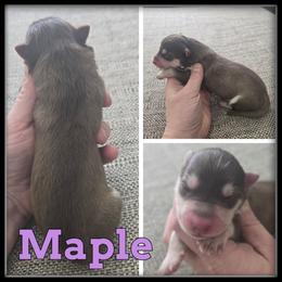 Maple - Red and white female Siberian Husky puppy in Wheeler, Michigan from Haase Family Kennels