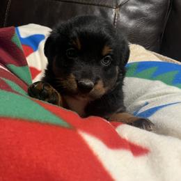 Xander - Black tri male Miniature Australian Shepherd puppy in Godley, Texas from Nana and Paws Aussies