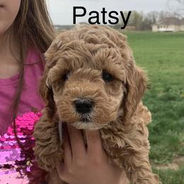 Goldendoodle Puppies from Martin’s Doodles