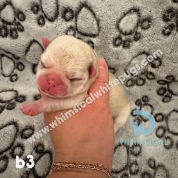 Boy 3 - male Pug puppy in Cleveland, Ohio from Whimsical White Pugs - Quality Comes First