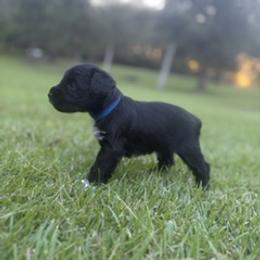 Miniature Schnauzer Puppies from Rebecca LeBoeuf