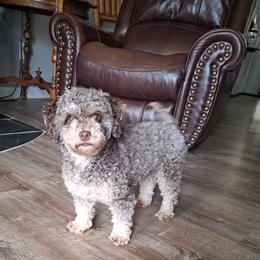 Assorted Doodle Crosses puppies from Williams Lake Doodles
