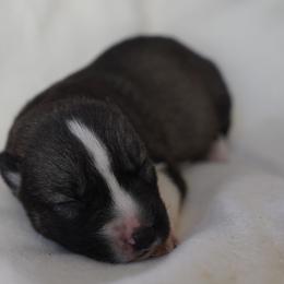 Leo - Agouti and white male Siberian Husky puppy in Wiscasset, Maine from Running with Huskies