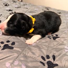 Twobit - Tri-color male Border Collie puppy in Franklin, Maine from Broad Meadow Borders
