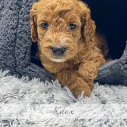 Knox - Red  male Goldendoodle puppy in State Road, North Carolina from Must Love Doodles