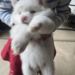 Eight - White female Pomeranian puppy in Elk Grove, California from Pomni Poms