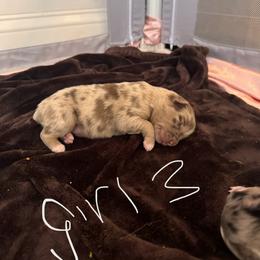 Girl 3 - Red merle female Australian Shepherd puppy in Patriot, Ohio from Caseypups