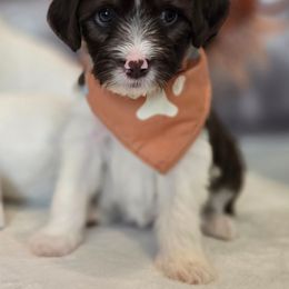 Marilyn - Brown female Double Doodle puppy in Prescott Valley, Arizona from Ramirez Family Doodles